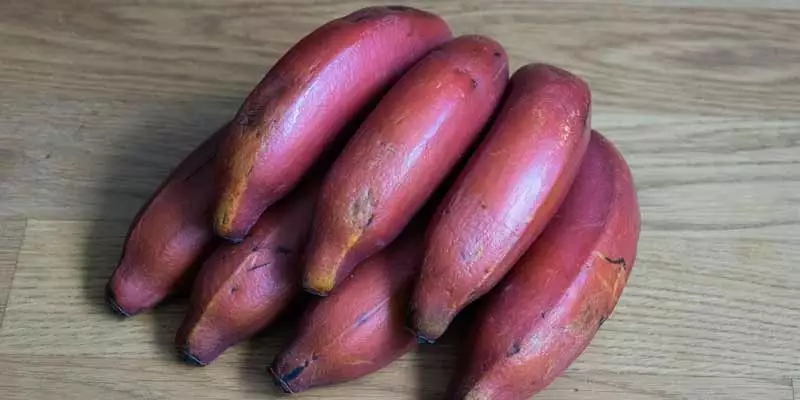 Can You Eat Red Bananas