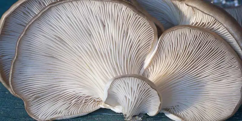 How Long Do Oyster Mushrooms Last In The Fridge