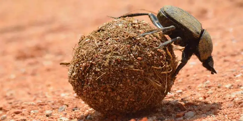 Can You Eat Dung Beetles