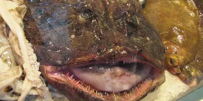 Can You Eat Monkfish