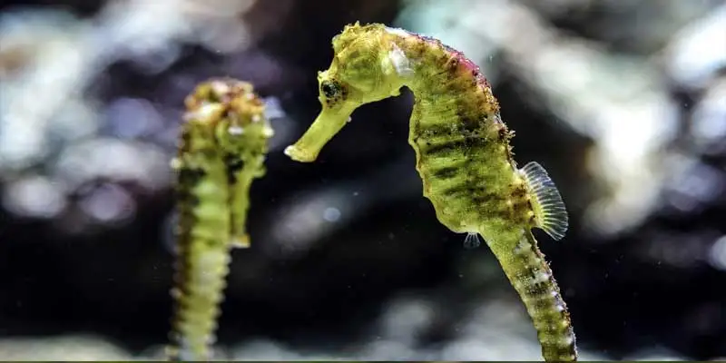 Can You Eat Seahorse?
