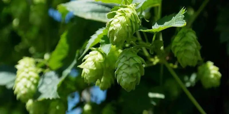 Can You Eat Hops