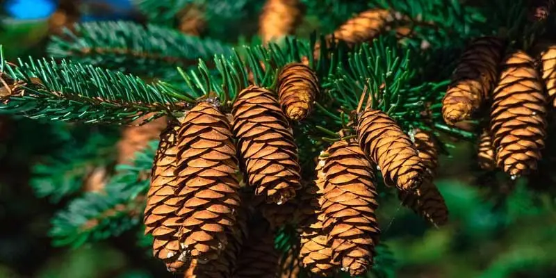 Can You Eat Pine Cones?