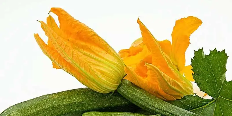 Can You Eat Zucchini Flowers