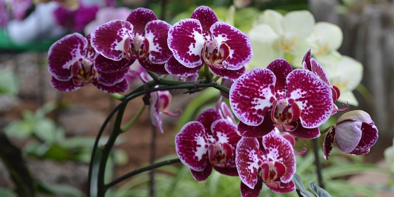 purple orchid growing in the garden