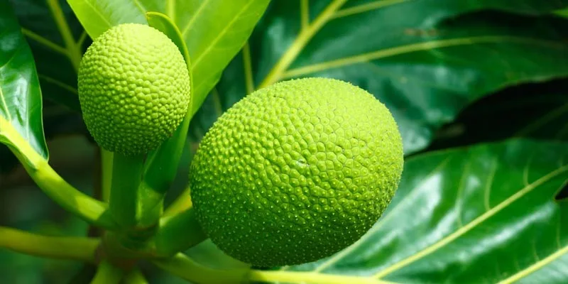 Can You Eat Breadfruit