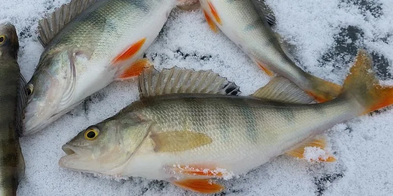 can you freeze perch